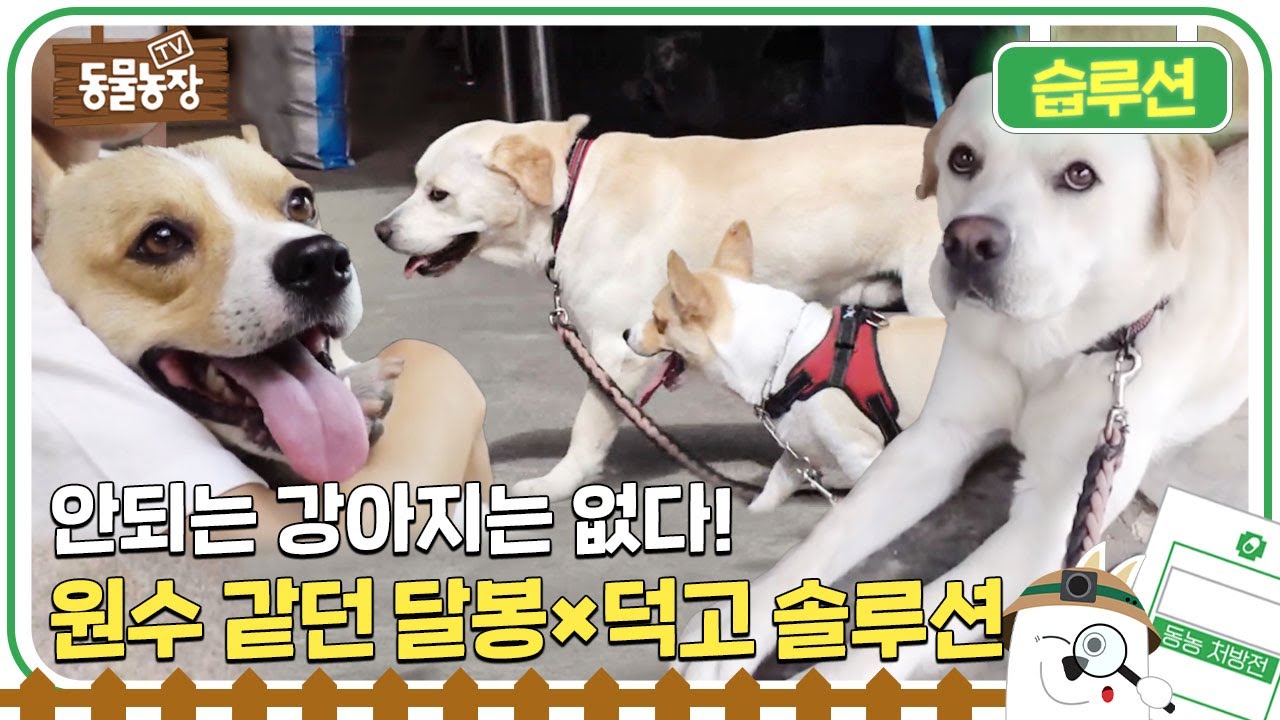 [습루션:동물농장 처방전/SUB] 🐶안되는 강아지는 없다! 원수같은 사이 &lsquo;달봉&times;덕고&rsquo;를 위한 갓찬종 솔루션! ✨#TV동물농장 #AnimalFarm #SBSstory