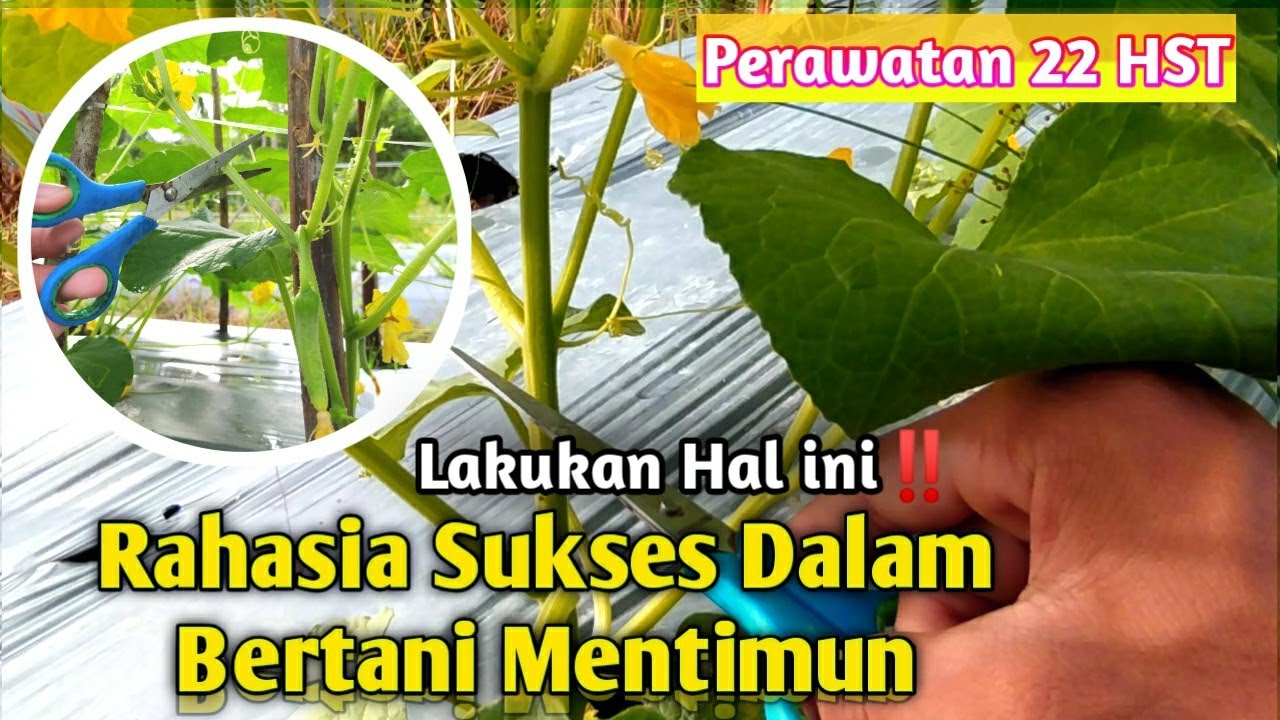 Cara PEMANGKASAN CABANG  TANAMAN TIMUN Agar Buah Lebat dan Tidak bengkok ‼️TERBARU