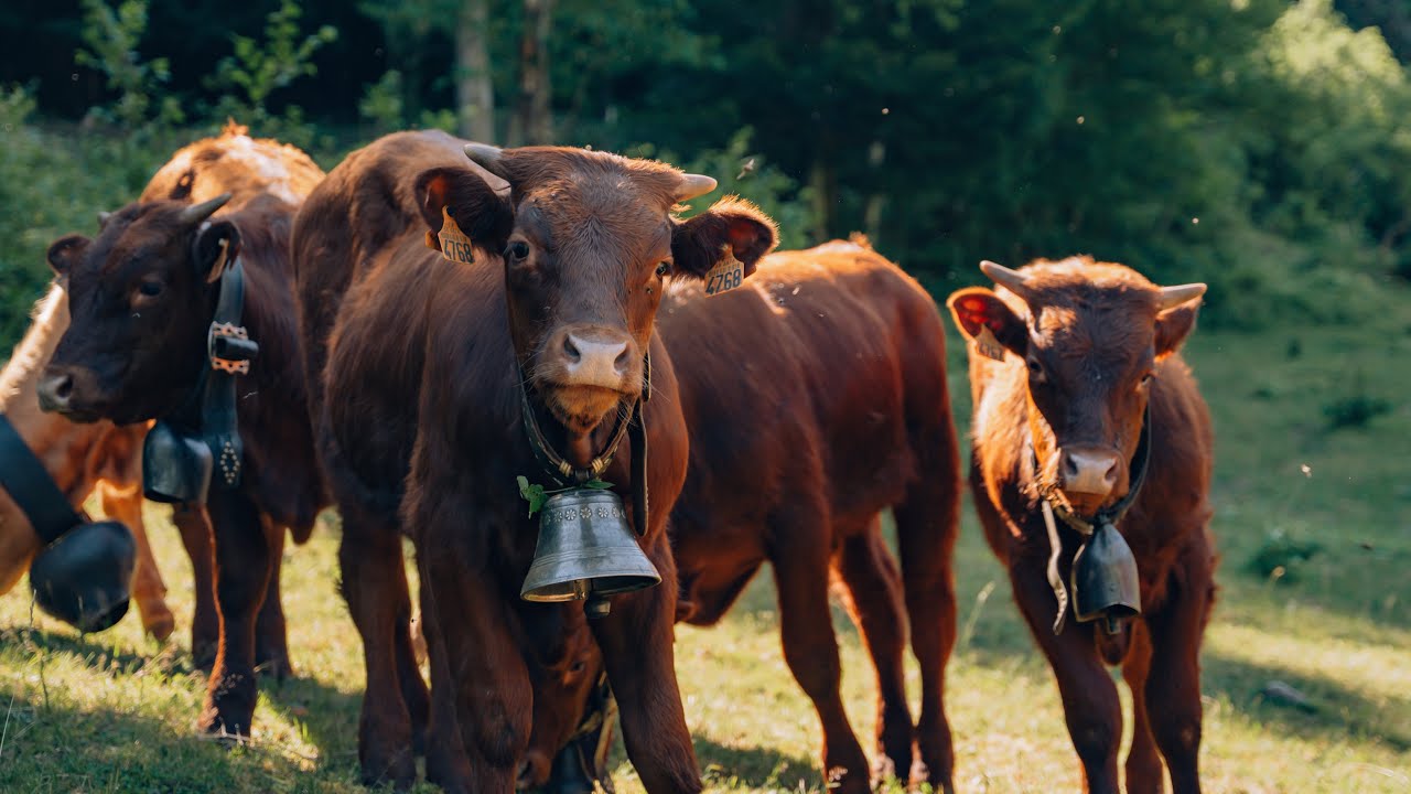 Transhumance 2023 - Auberge Gazon Vert