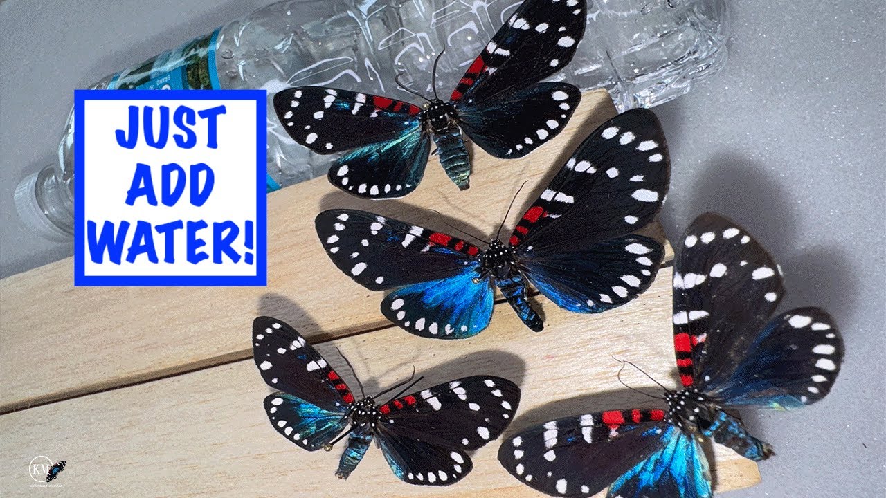 HOW TO RELAX | REHYDRATE WINGS ON DRIED BUTTERFLY OR MOTH SPECIMEN