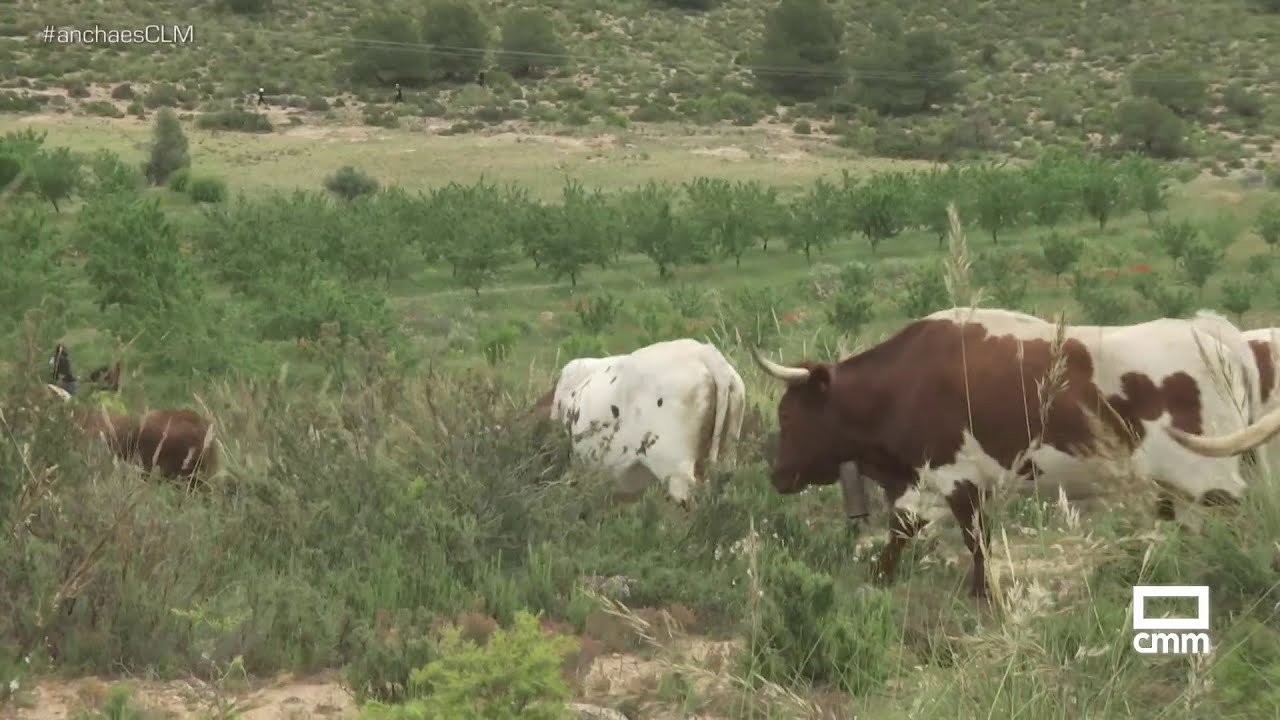 Encierros por el campo en Alcadozo, en el Día de su patrón | Ancha es Castilla-La Mancha