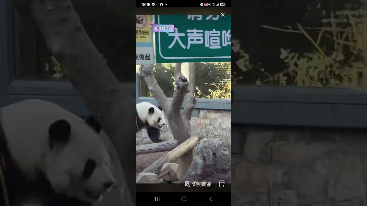 阿三看熊貓錄頻分享🐼 2月2號 小萌蘭日常活動時間