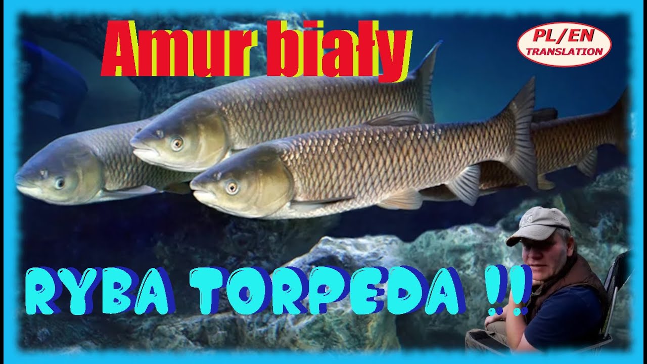 AMUR BIAŁY- ryba TORPEDA!! Duży, waleczny pogromca zielska w naszych wodach!! A jednak intruz!!!🐟🐟🐟