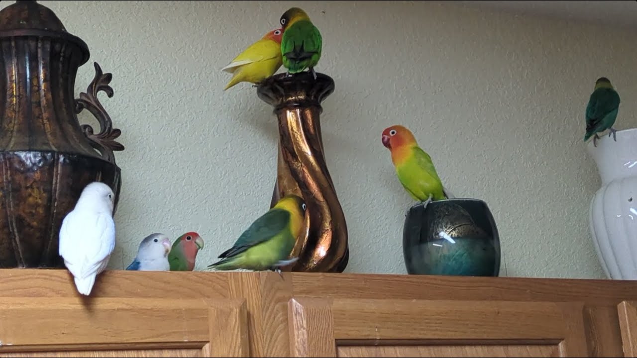 Lovebird Kitchen Takeover: Beauty Pageant or Nightmare? You Decide!