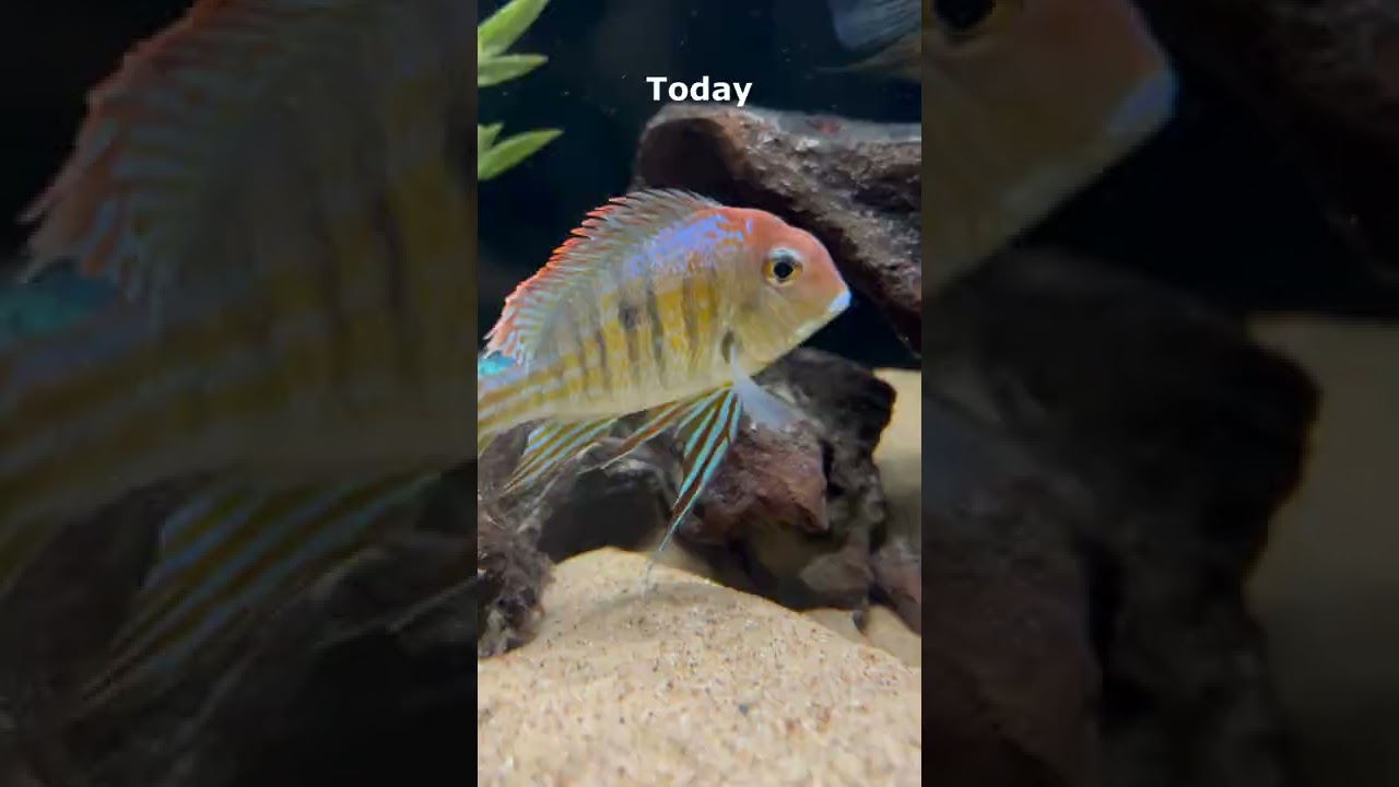 My Geophagus Tapajos Growth Over 3.5 Years