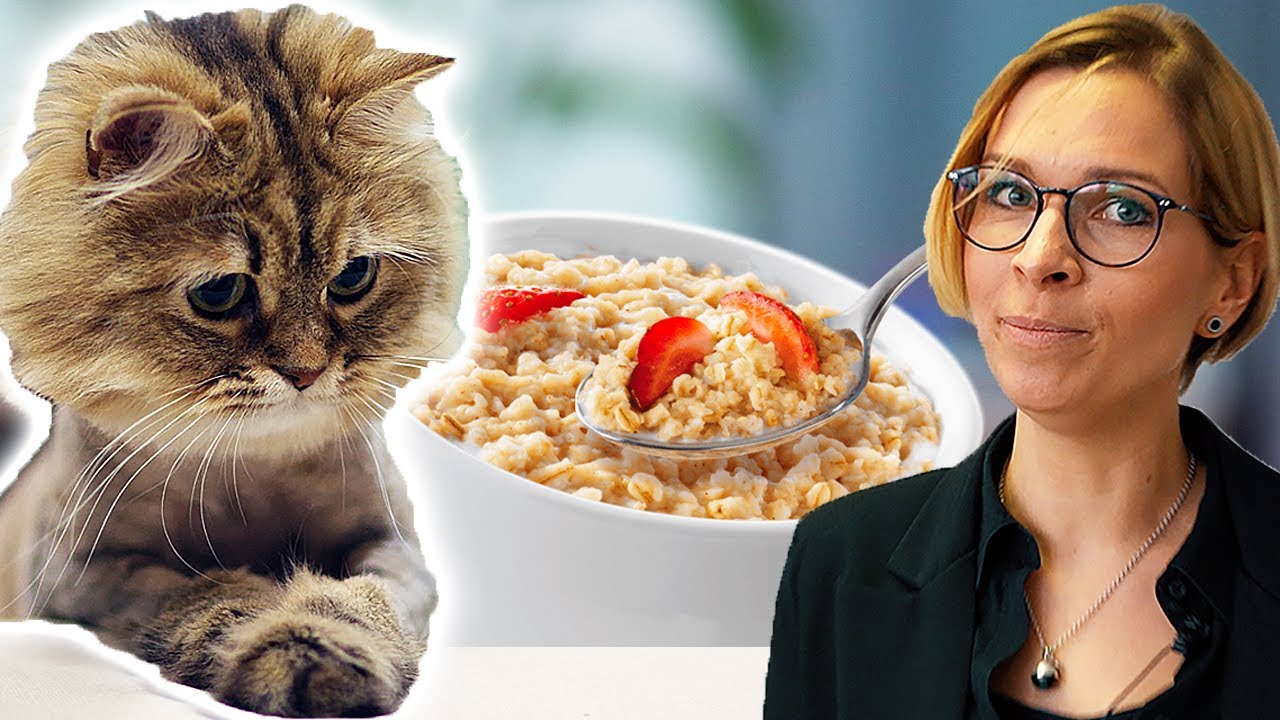 KATZE JUCKT sich und KEUCHT - Was ist los? Futtermittelunverträglichkeit