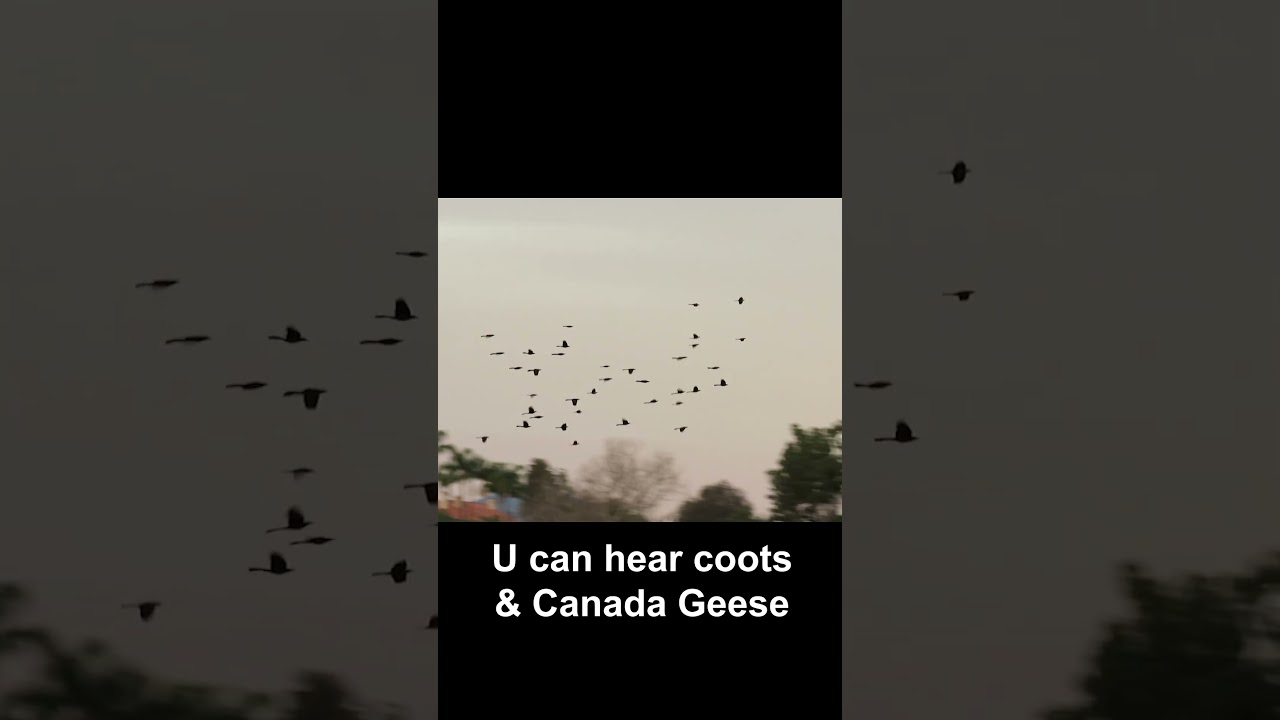 Great-tailed Grackle Murmuration (small group) 