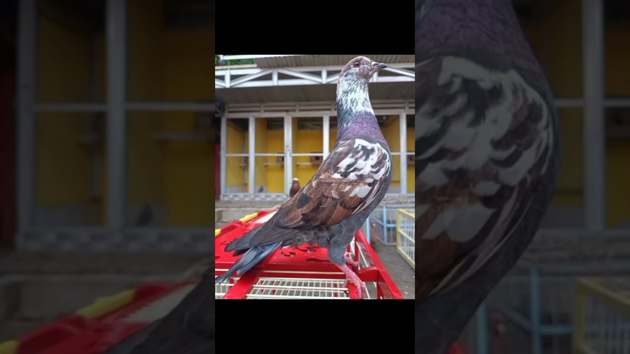 MERPATI TINGGIAN KELAS BERAT!