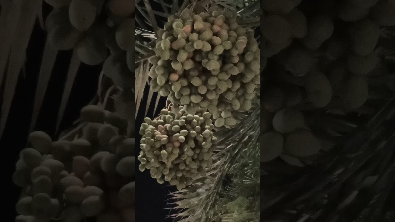 kind of Palm tree fruit of arabic country dates