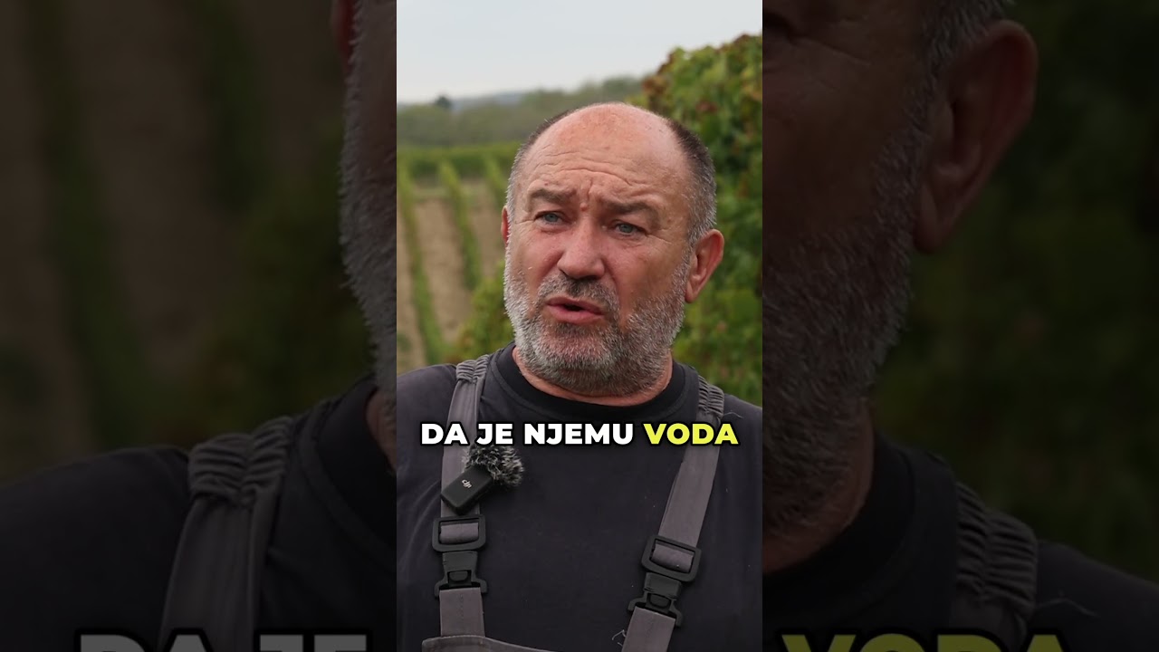 Za&scaron;to se vinova loza NE zaliva?