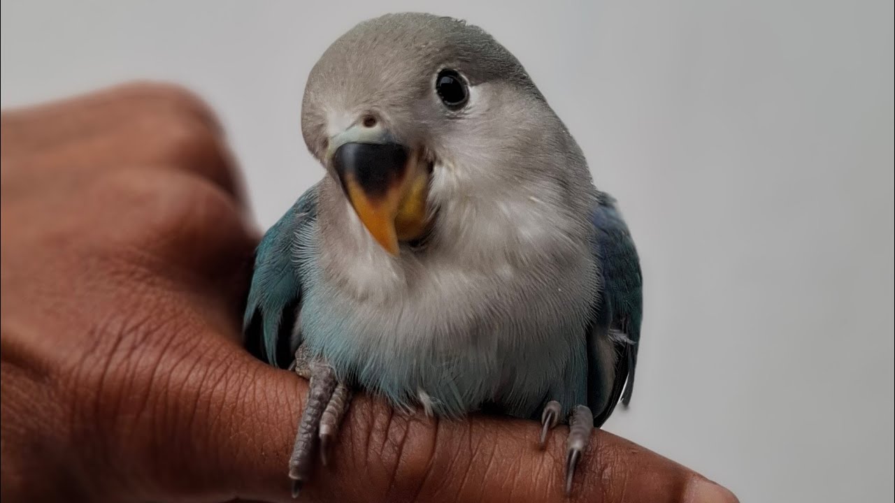 🐦Birds sound