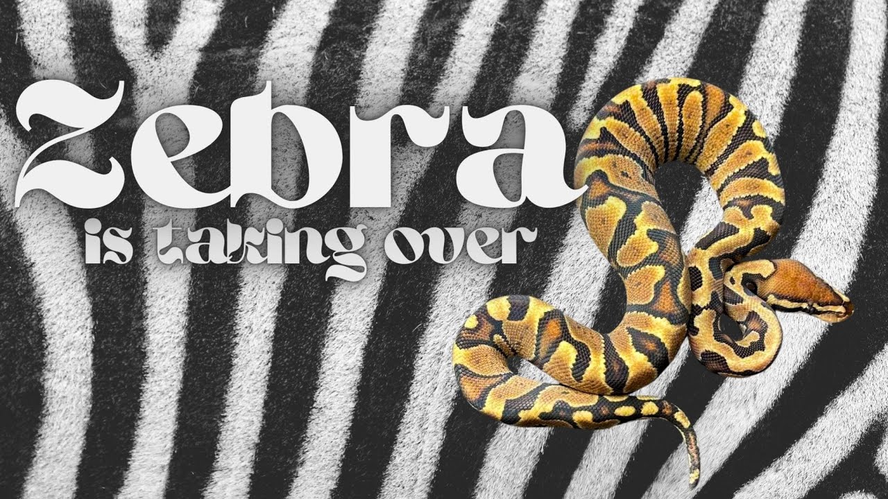ZEBRA Has Made it's Way Into Our Collection!!