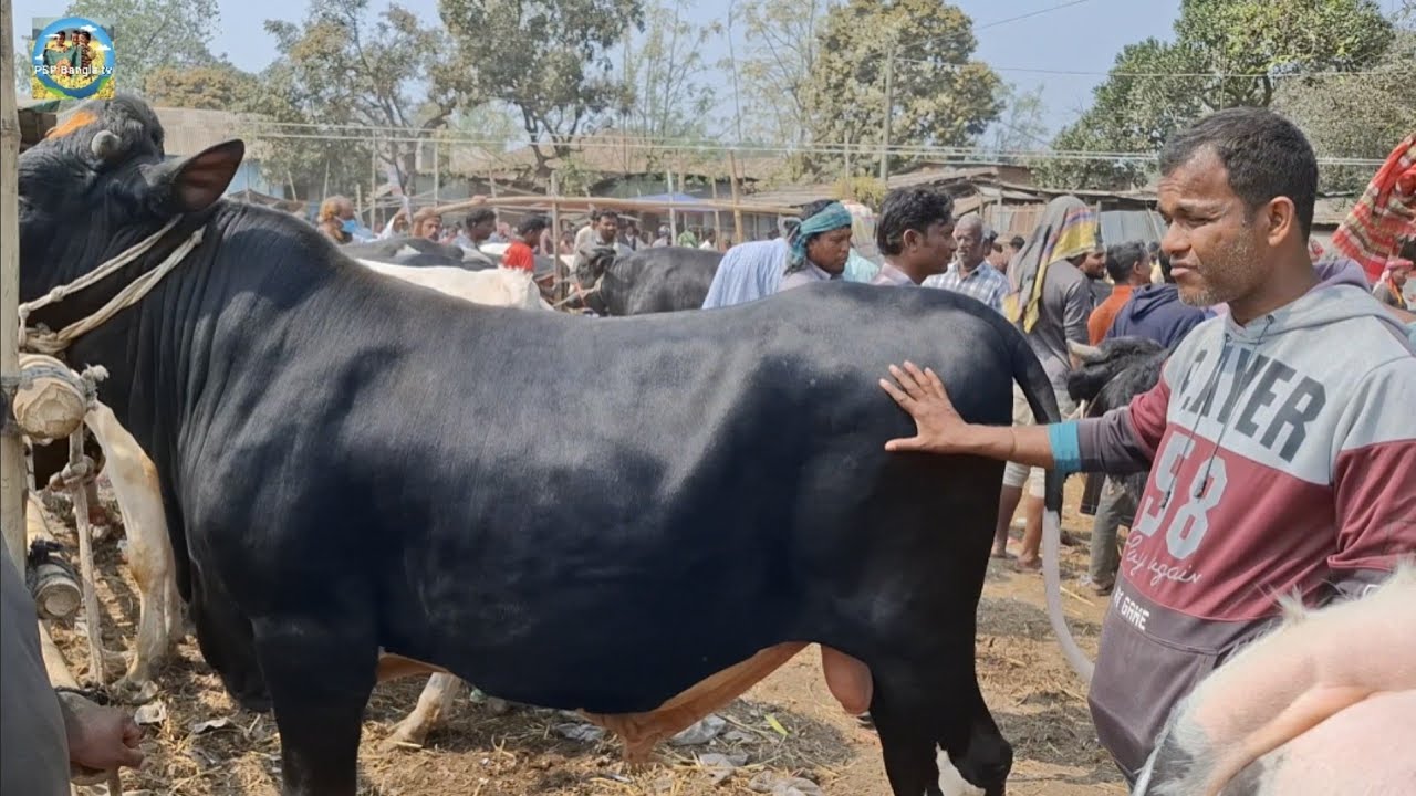 @ 1/3/2026|| নোয়াখালীর ব্যবসায়ীর মাংসের বড় বড় ষাঁড় গরু কেনা কাহারোল হাটে||