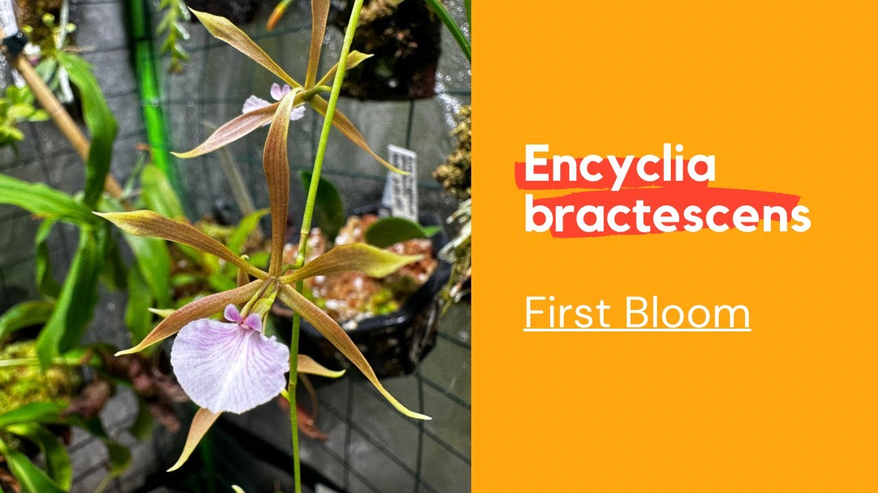Encyclia bractescens First Bloom!