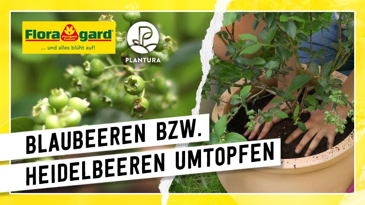 Blaubeeren bzw. Heidelbeeren umtopfen und in Kübel pflanzen mit der Floragard Bio-Erde Sauer!