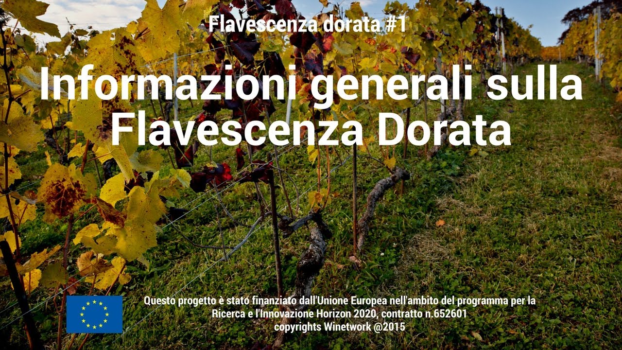 Flavescenza Dorata #1 - Informazioni generali