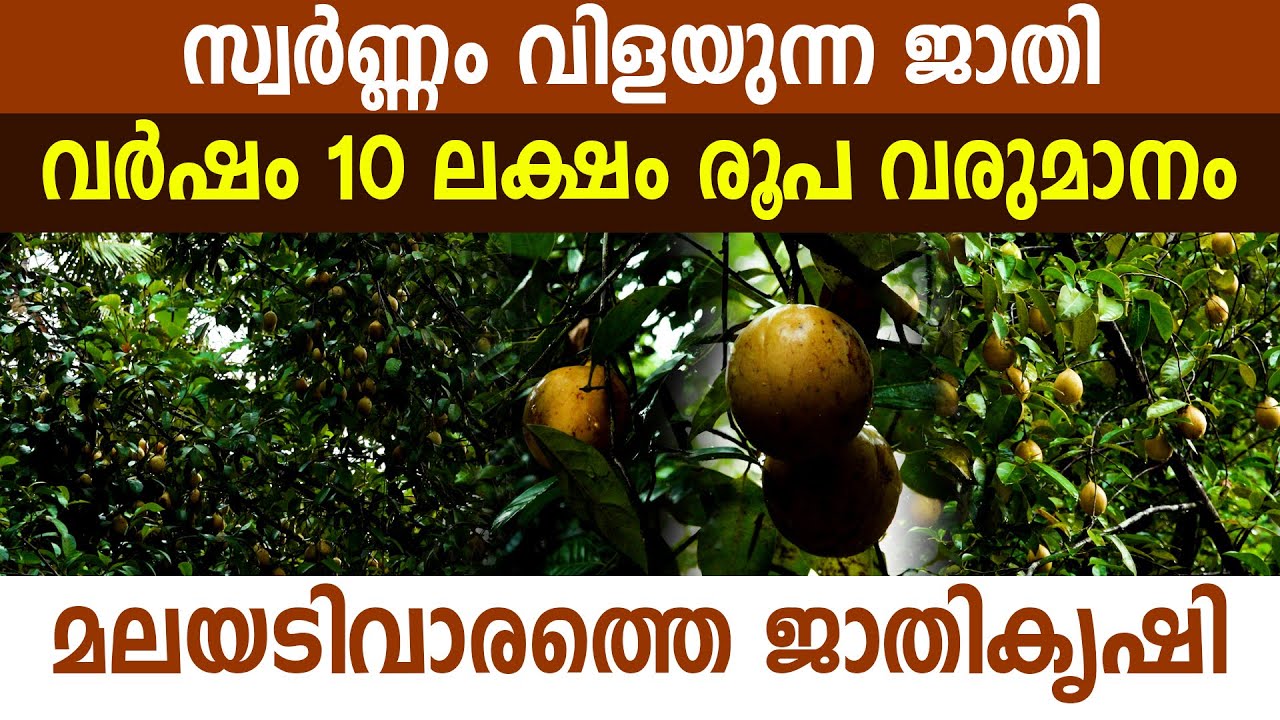 ജാതികൃഷിയിൽ വേറിട്ടൊരു ശൈലിയുമായി ജോയിചേട്ടൻ I Nutmeg Farming I Jathi Krishi I