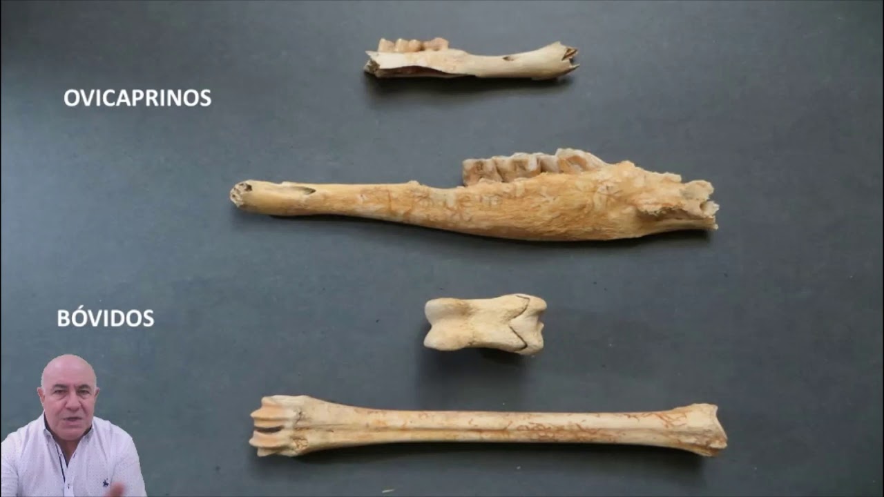 Museo Arqueológico Los Baños y Villa de Alhama - José Baños Serrano (18-05-2020)