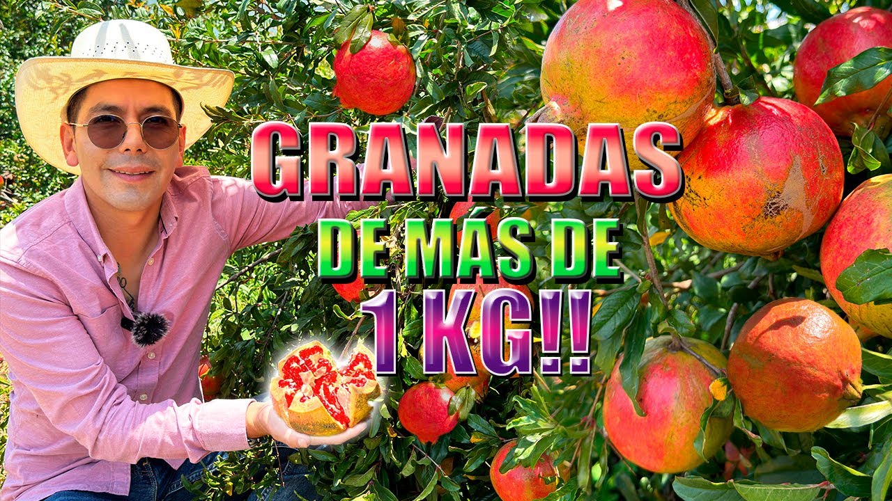 HUERTO DE GRANADAS QUE PARECEN TORONJA | Fruta de la fecundidad | Producimos más de 14 mil toneladas