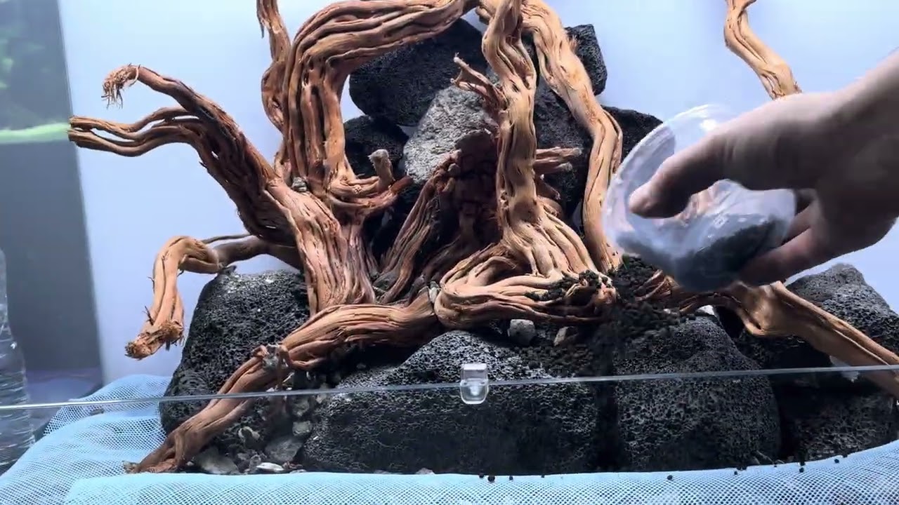 Terrarium workshop @ Kolkata 