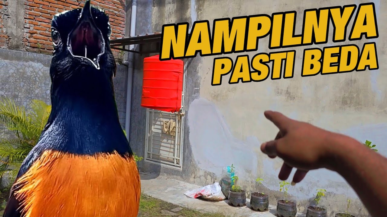 BONGKAR MATERI, LEBIH AGRESIF, LEBIH NGOTOT DAN PUNYA EKSPRESI TARUNG