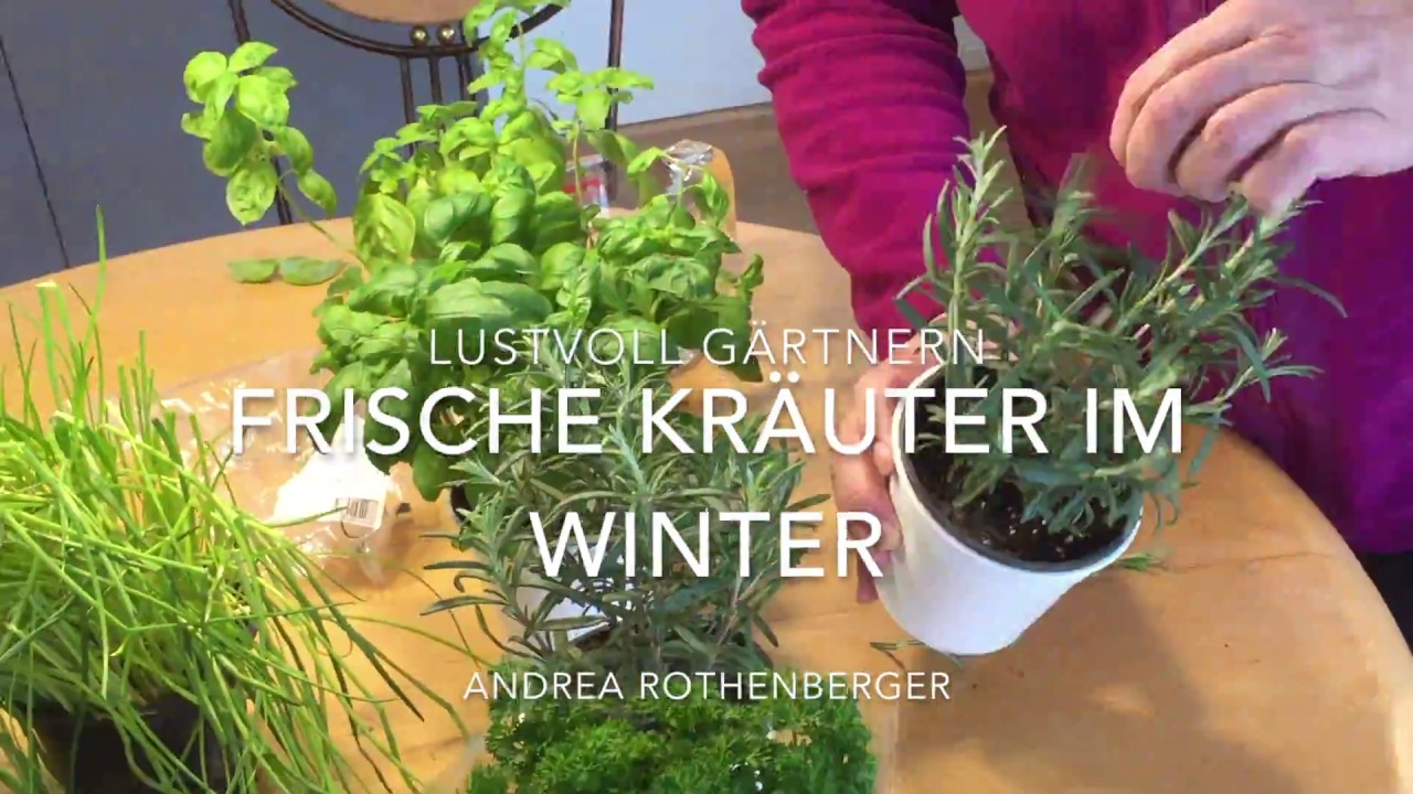 Frische Kräuter: Ernte von der Fensterbank