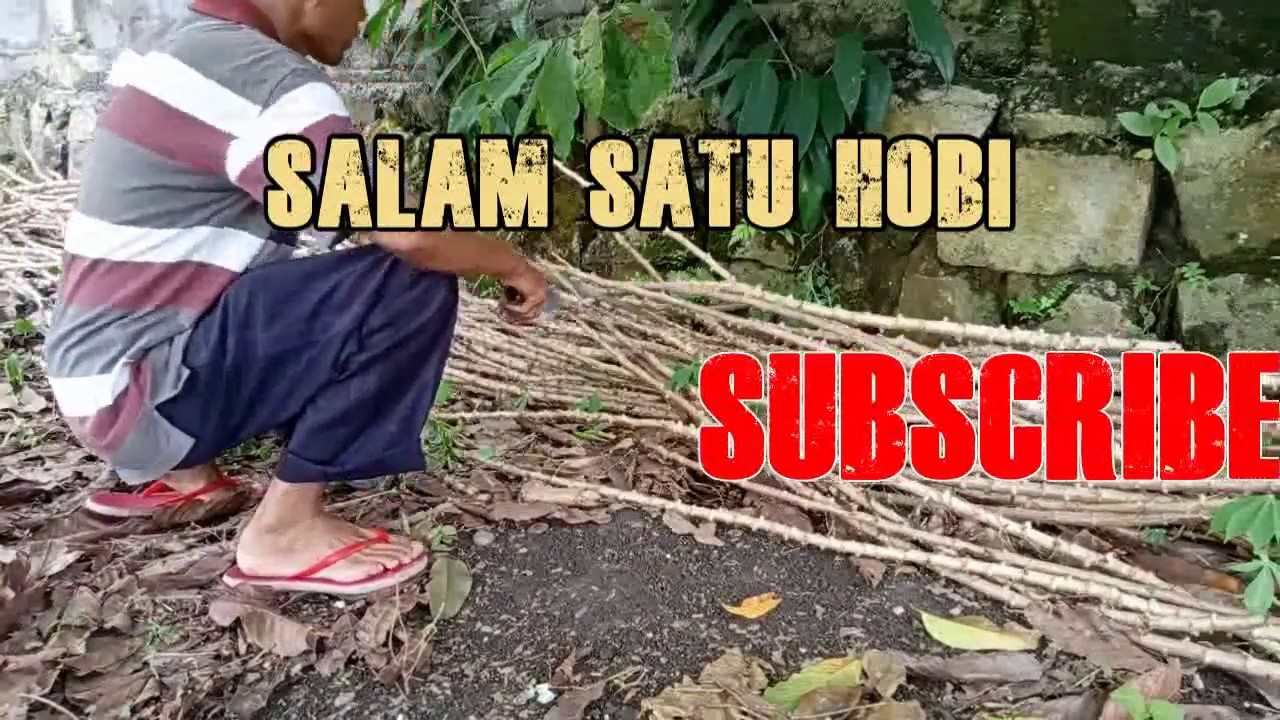 Jebak burung Perkutut di kompleks, ternyata dapat burung kecil dan besar, mantap.. | SNIPER Siantar