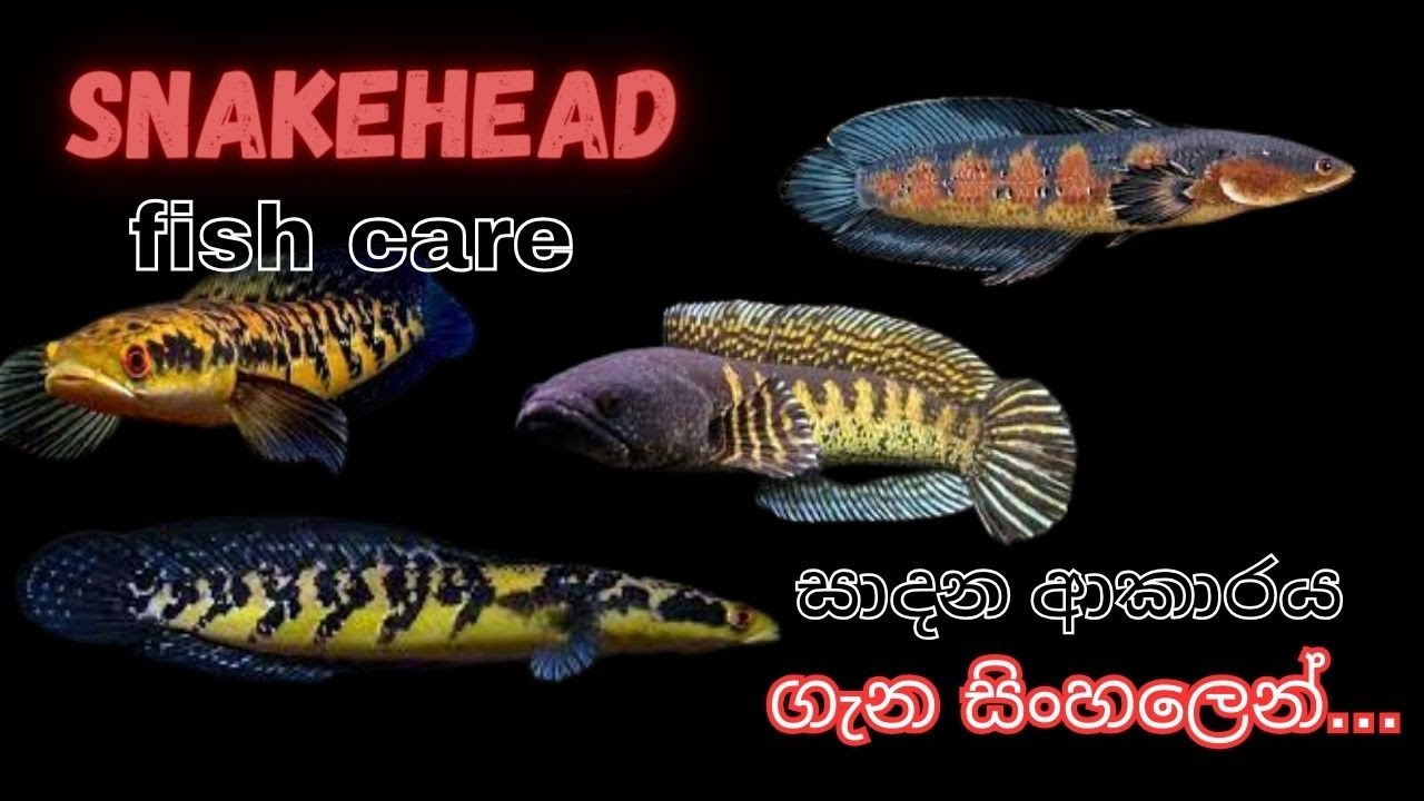 Snakehead fish care | snakehead මාළු හදන හැටි ගැන සිංහලෙන්