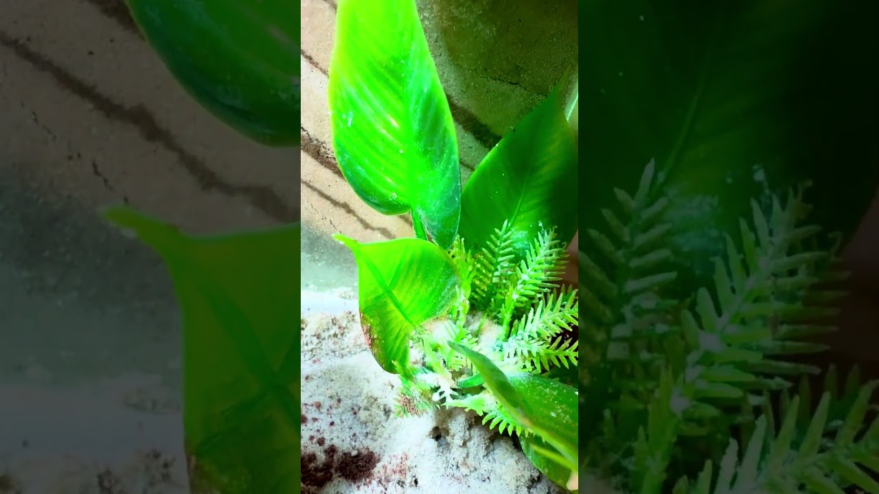 Formicarium Setup for my Messor Barbarus Ants