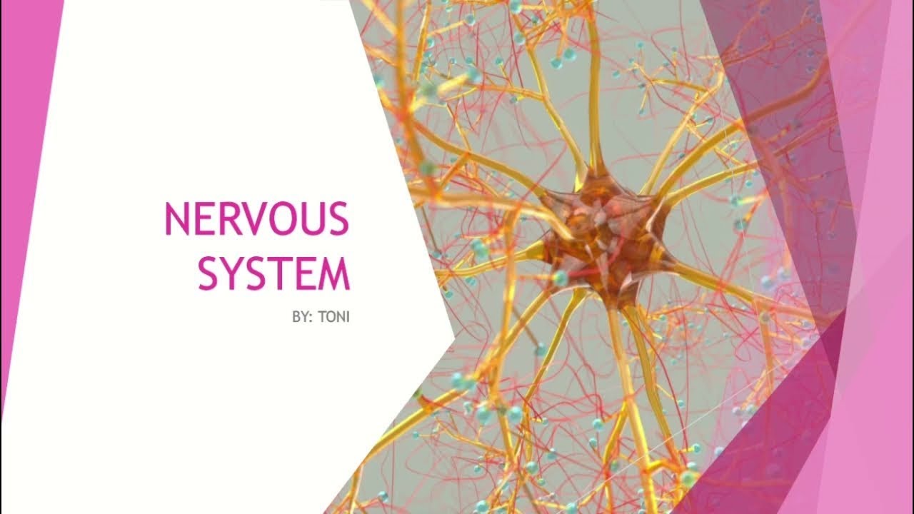 CSEC Biology & HSB CRASH COURSE •NERVOUS SYSTEM CRASH COURSE neuron, action potential, past paper🧬