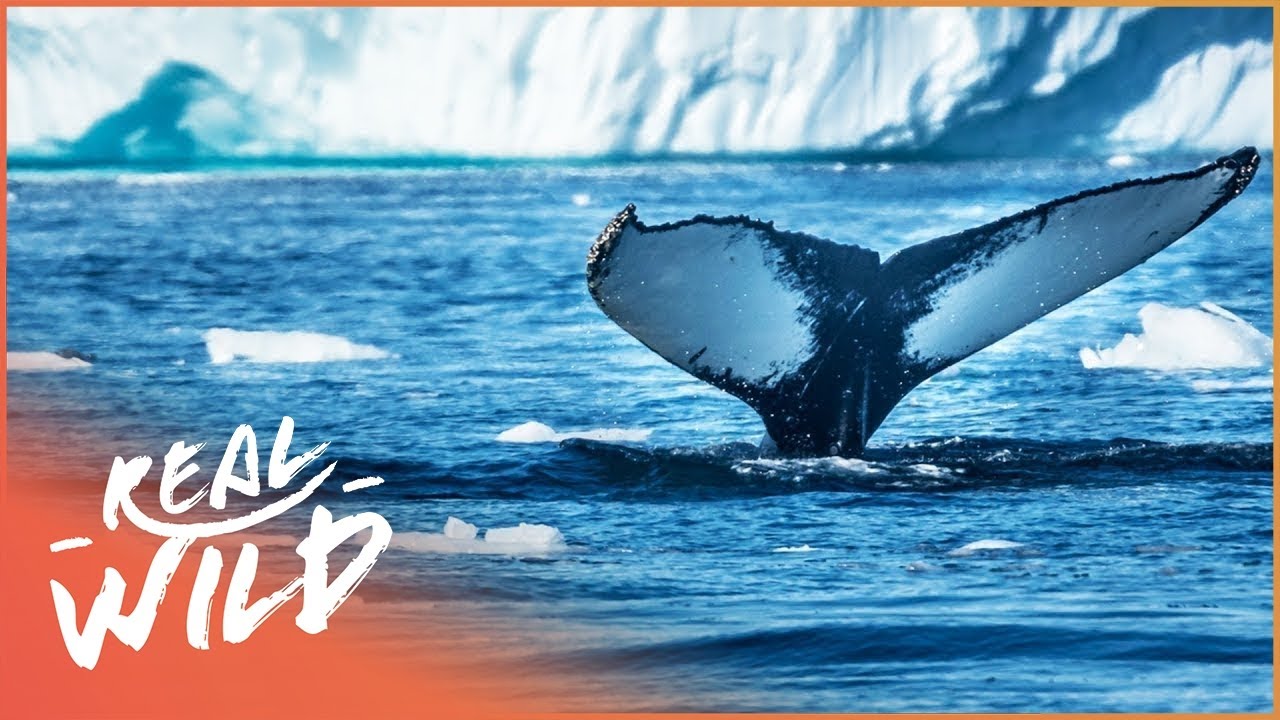 Sub-Zero Whale Hunting (Wildlife Documentary) | Hunting The Ice Whales | Real Wild