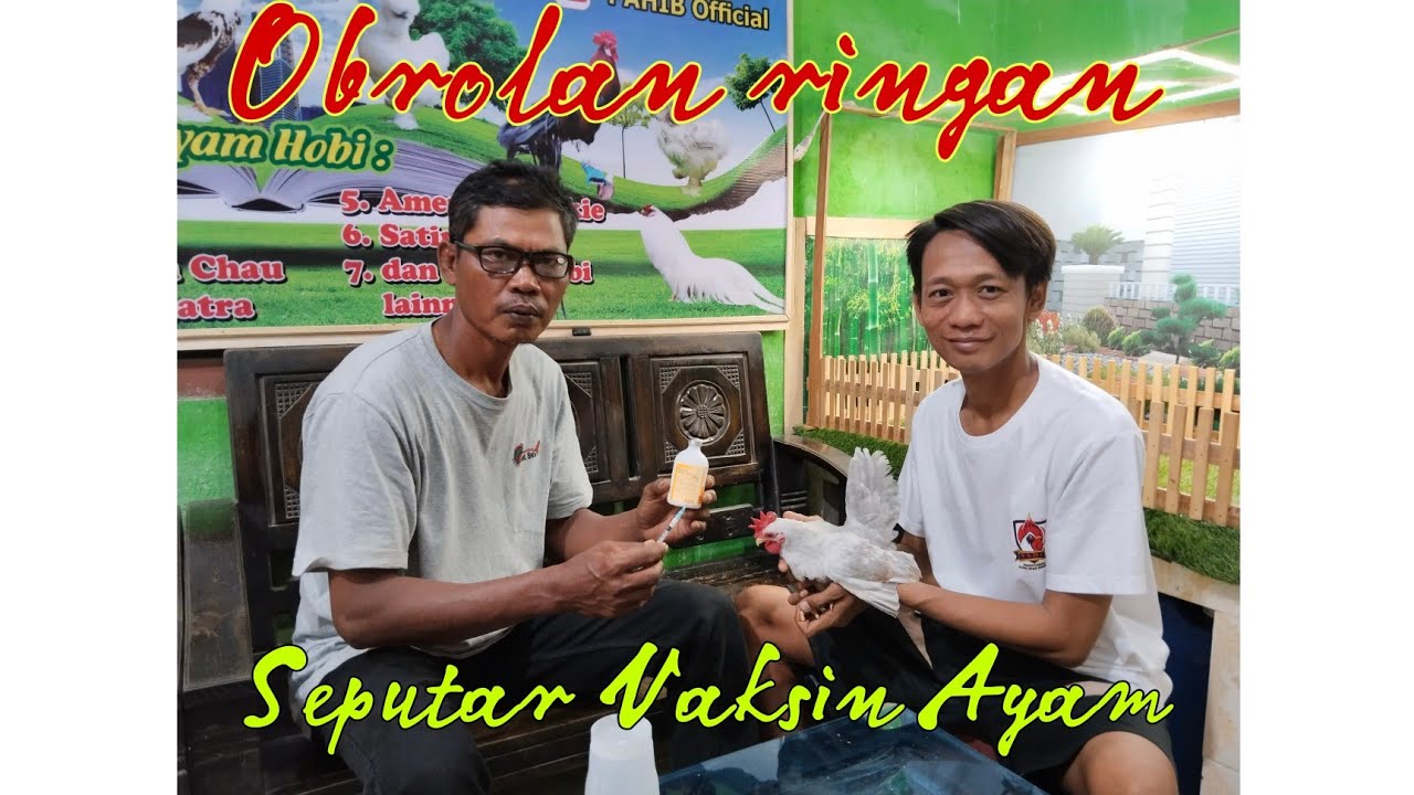 Obrolan seputar Vaksin Ayam