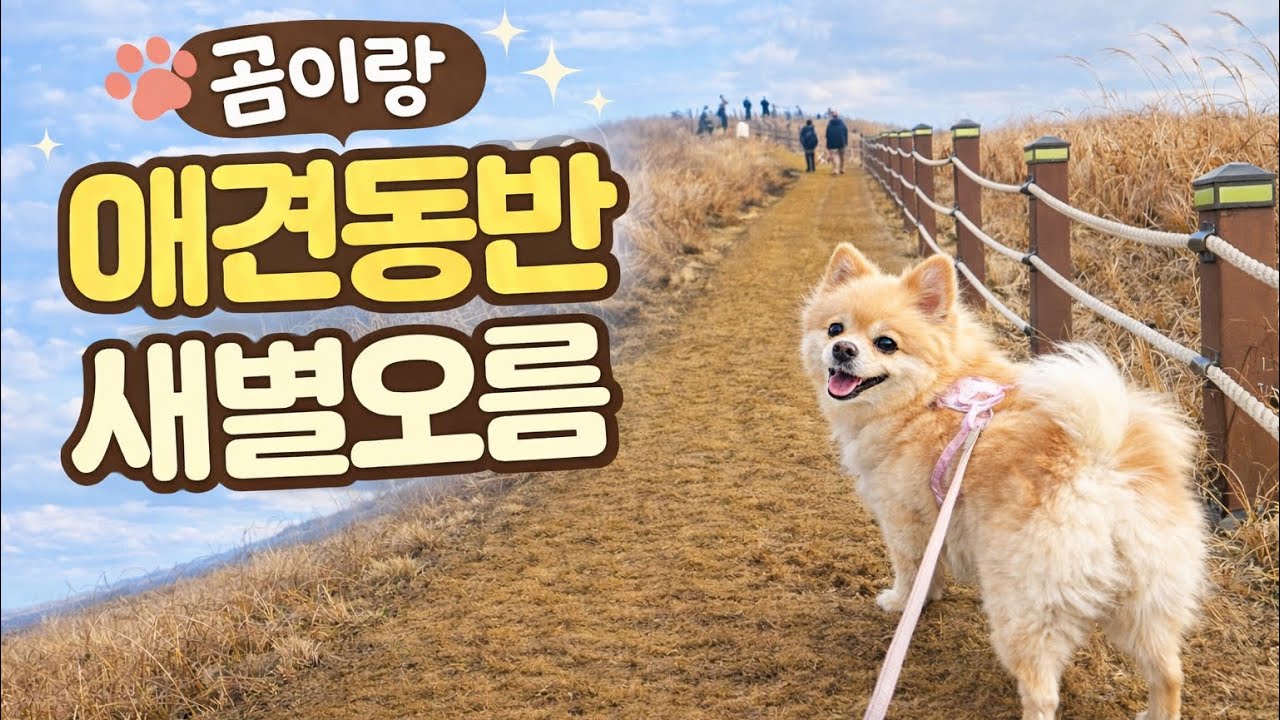 제주 애견동반 오름 산책 브이로그⛰️🐶 간식을 안가져갔더니...