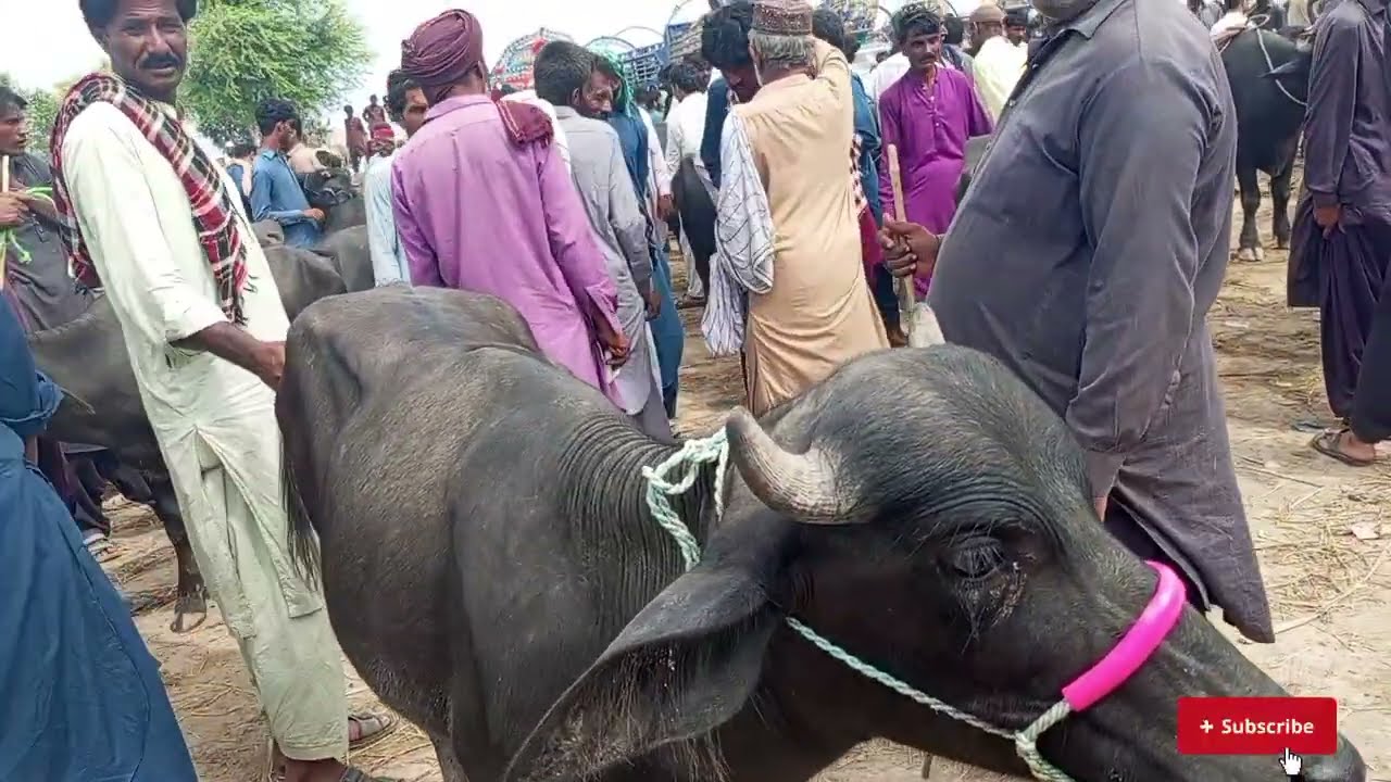 Talhar katta Mandi 09 Aug 2025 | katta farming ki Pakistan| Bachra Price in Pakistan