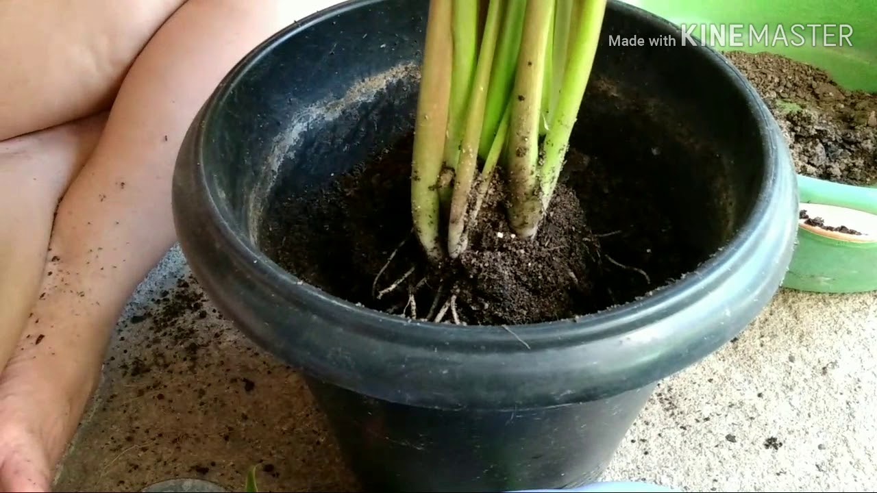 Nunca mais perca seu Copo de leite ou Calla Colorida assista este v&iacute;deo bora l&aacute;!