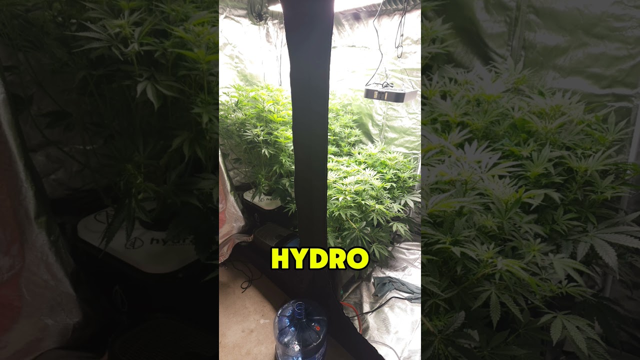 Soil vs Hydro. Which do you think is better. #soilvshydro #soil #hydro #gardening