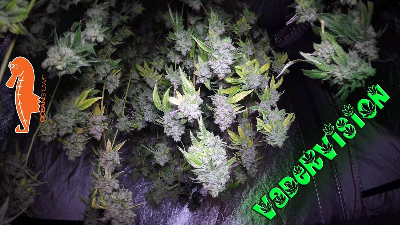 Grow Op Life!