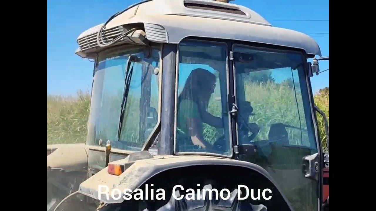 Terre Lomellina riso Bio@ilmangiaweb Rosalia Caimo Duc insemina il grano saraceno