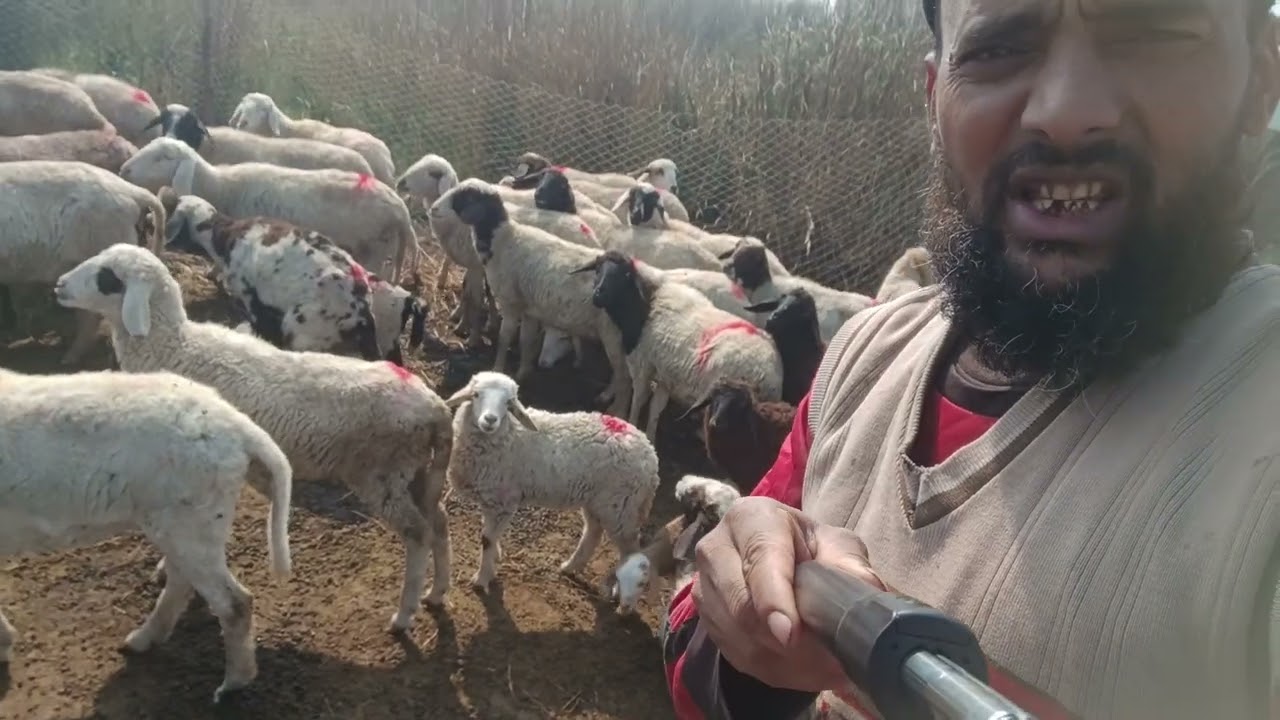 Free range Bakri form