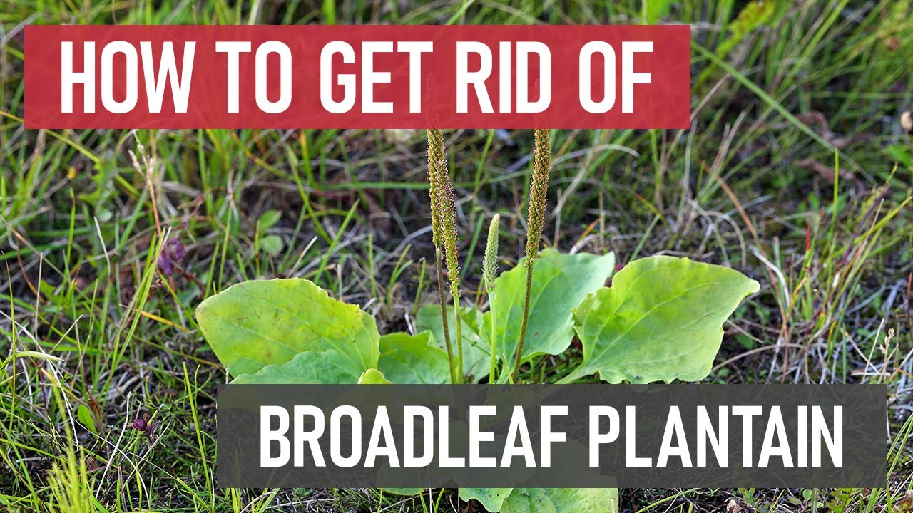 How to Get Rid of Broadleaf Plantain [DIY Weed Management]
