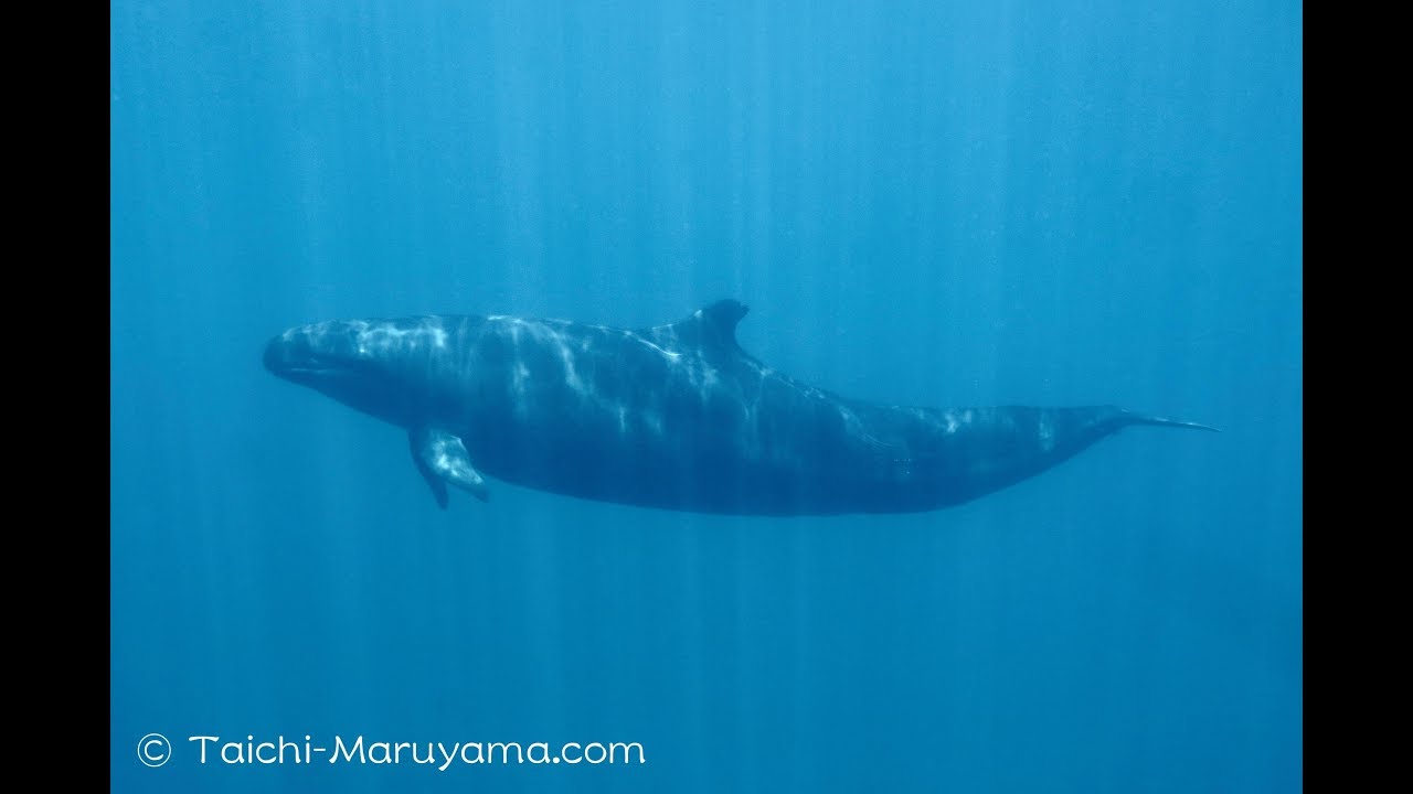 キューキュー鳴きながら周りをグルグル泳いでくれたオキゴンドウ🐬／Curious False Killer Whale