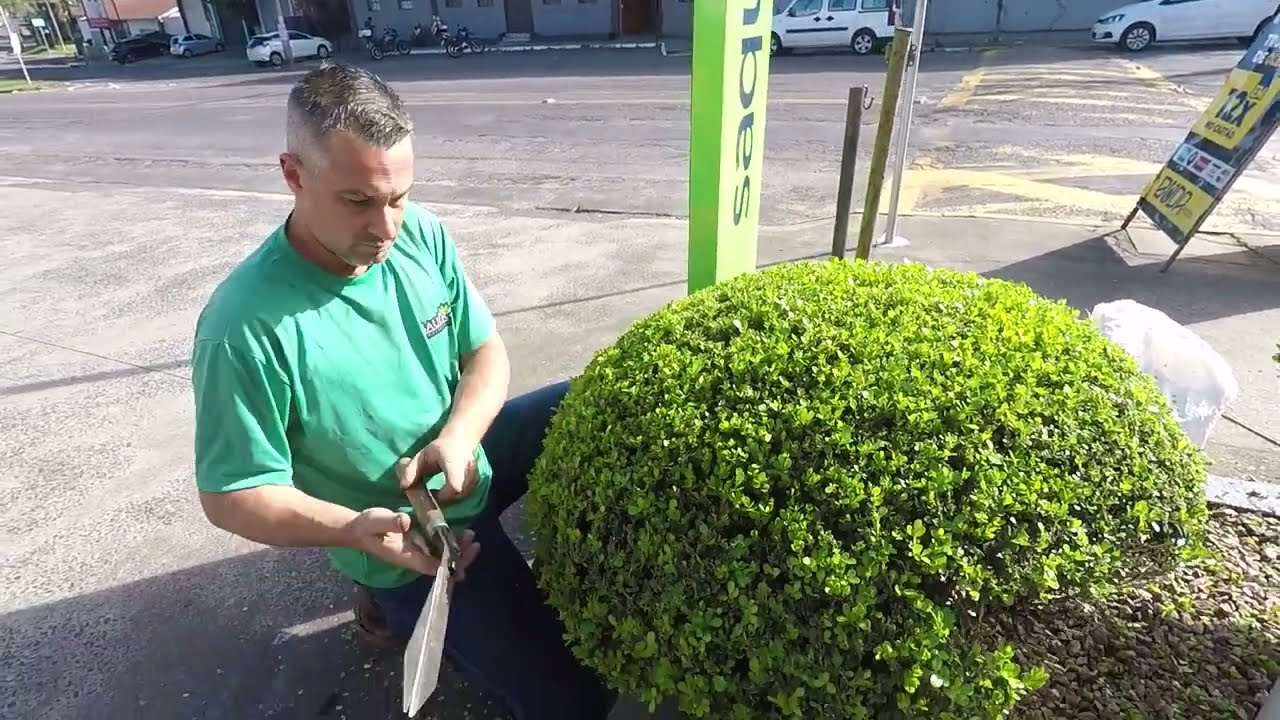 COMO FAZER UMA PODA MANUAL DA MANEIRA CORRETA, COM TESOURÃO.