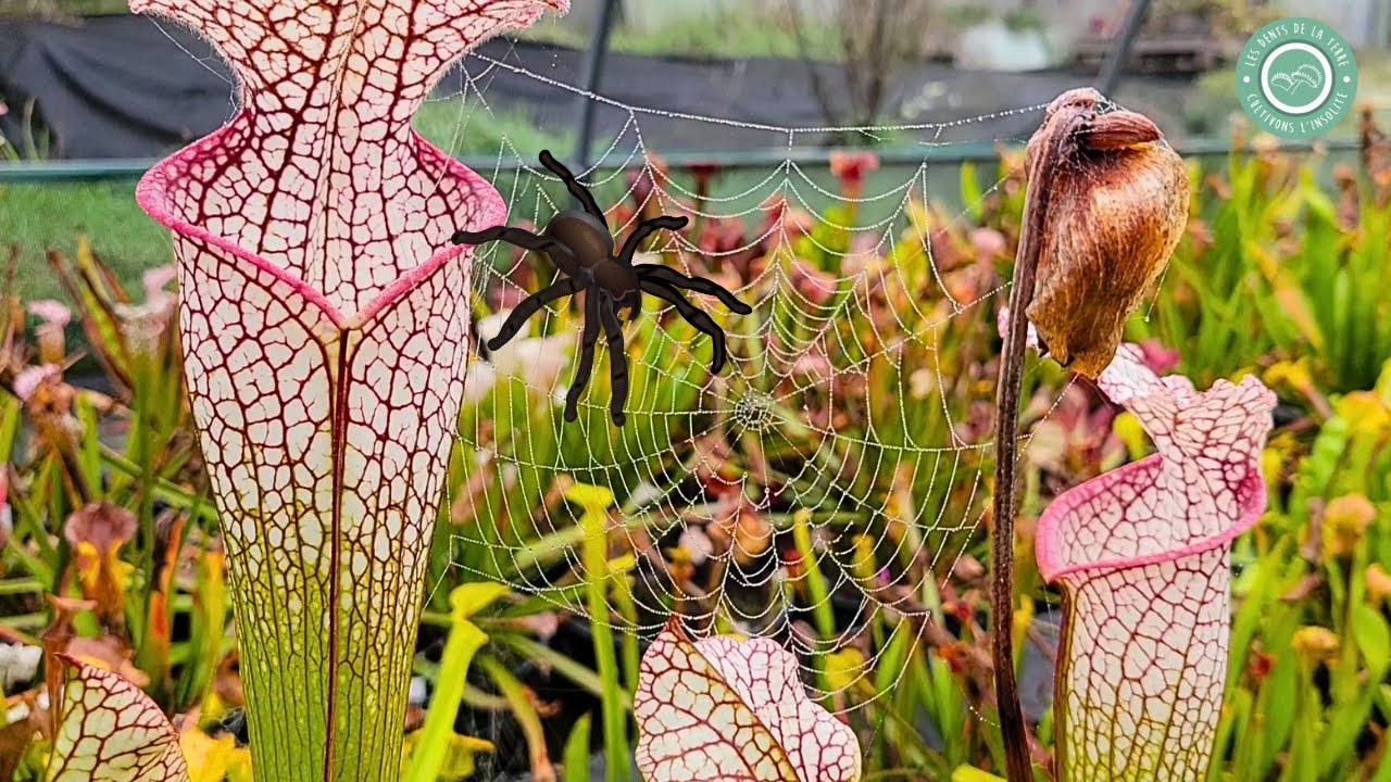 ☠️ Le duo mortel : Plante Carnivore et Araign&eacute;e !🕸️