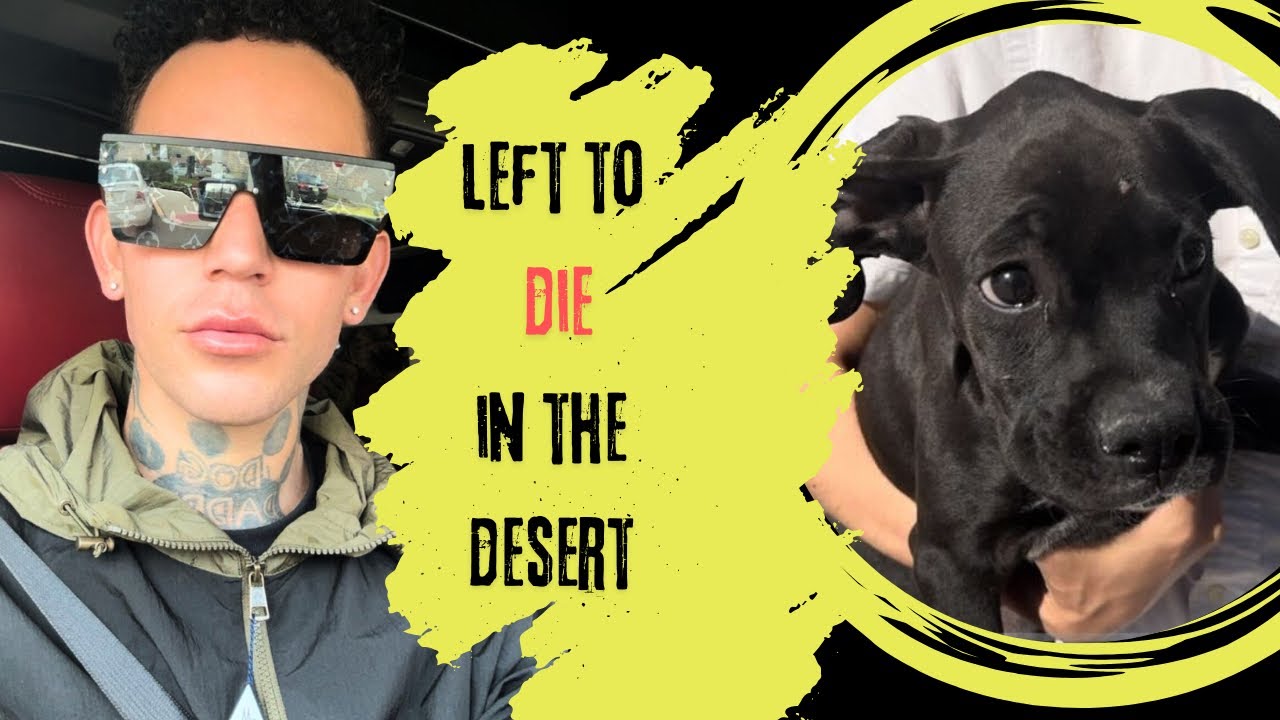 We Rescued An Abandoned Puppy In The Desert.