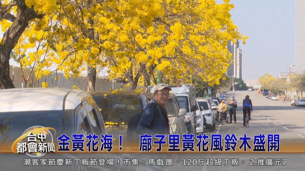金黃花海！  廍子里黃花風鈴木盛開