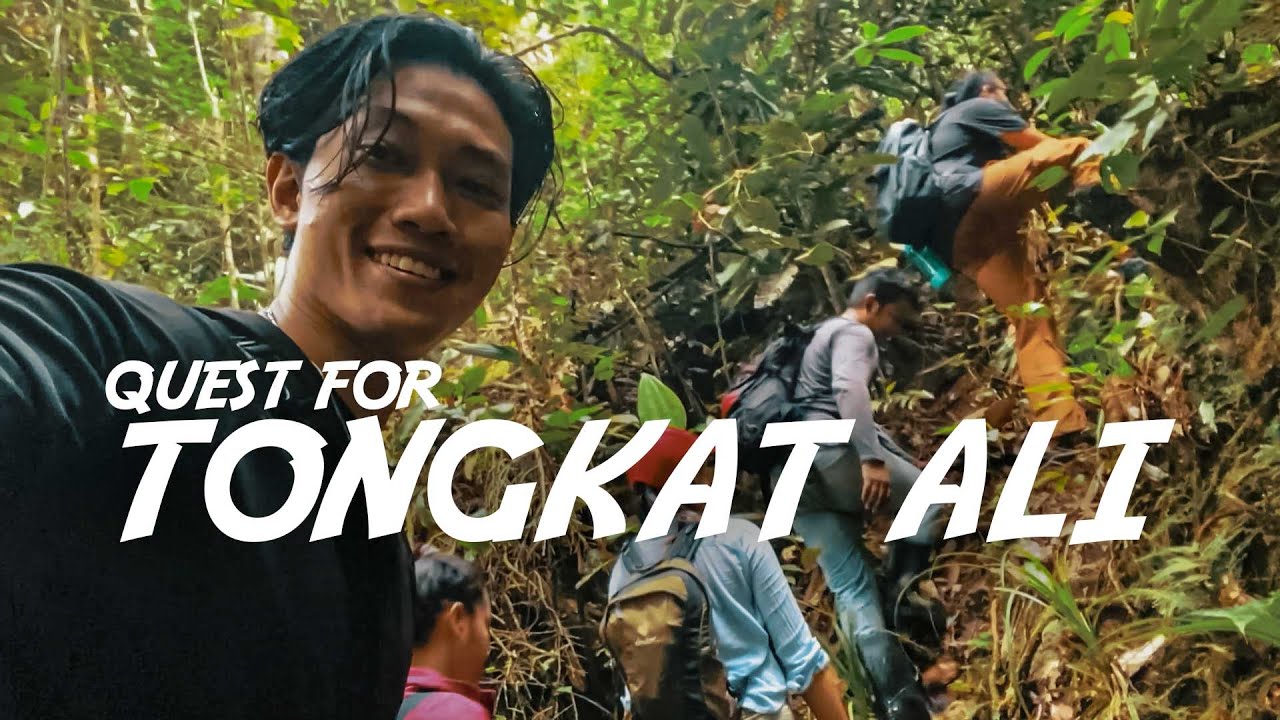 Searching for Tongkat Ali in jungles of Cameron Highlands