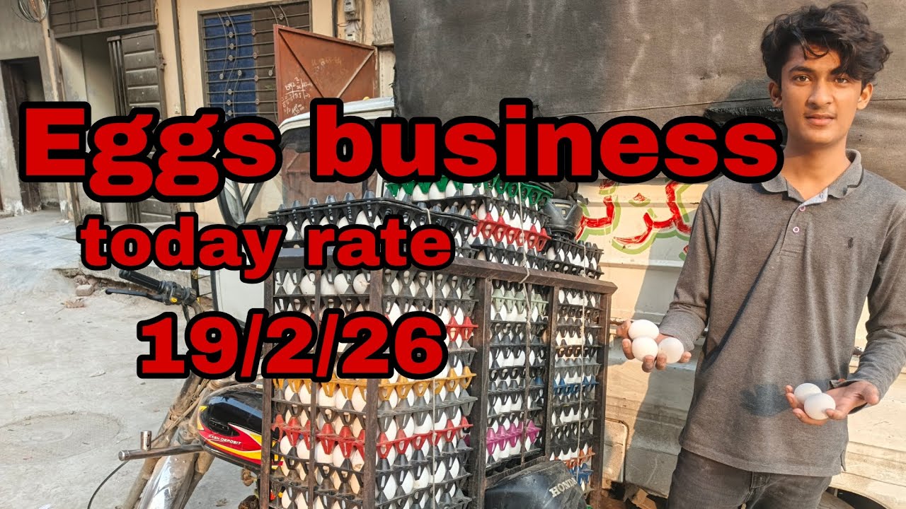Layer Farm Rate Today | Wholesale Egg Market Lahore