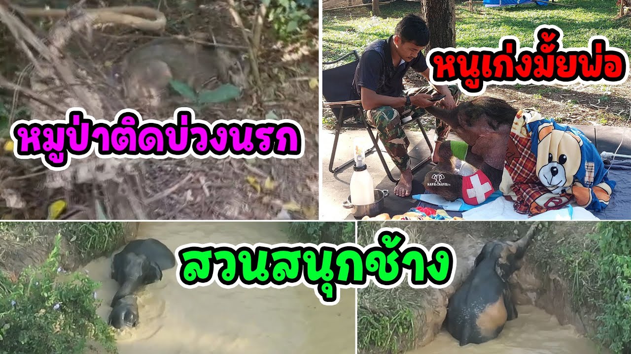 อัพเดท: ข่าวดีข้าวต้มดีขึ้นทุกวัน /จาก111บ่วงโหด...สู่การให้ชีวิตใหม่หมูป่าผู้บาดเจ็บ /ช้างป่าติดสระ