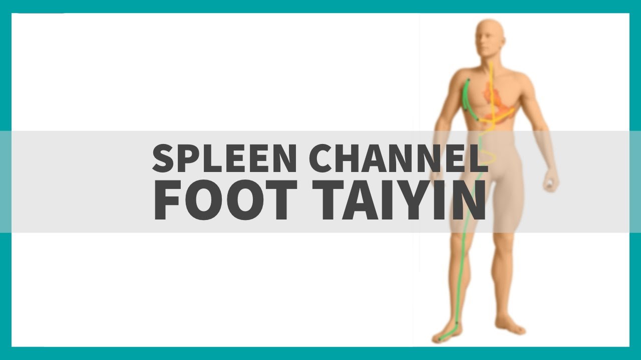 TCM Anatomy: Spleen Channel of Foot Taiyin