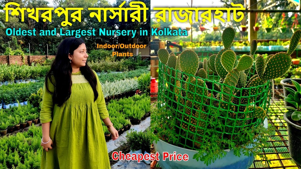 Wholesale garden plants suppliers | Best plant nursery in Kolkata | Sikharpur nursery Rajarhat